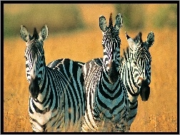 Safari, Zebry, Trawa